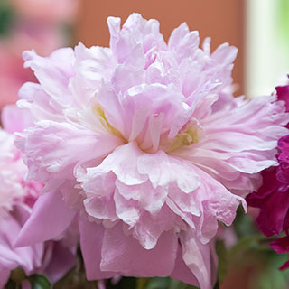 Peony 'Eden's Perfume'