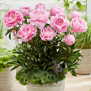 Peony 'Dinner Plate'