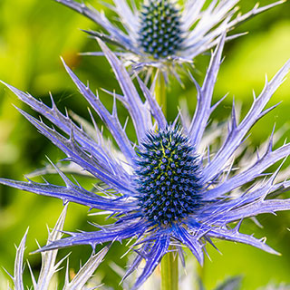 Eryngium planum Sea Holly
