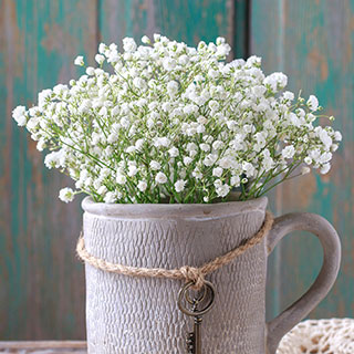 Gypsophila paniculata 'Baby's Breath'