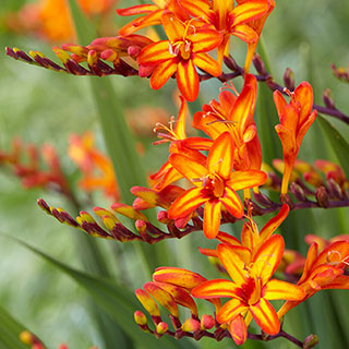 Crocosmia 'Firestars Firestarter'