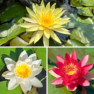 Water Lily Planting Kit - Trio