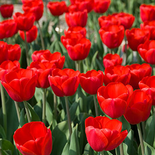 Tulip 'Triumph Red'
