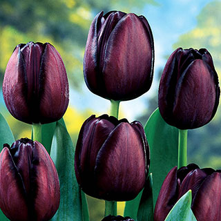 Tulip 'Queen of the Night'