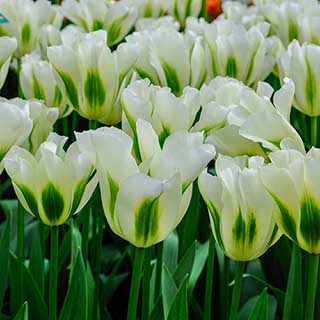 Tulip 'Spring Green'