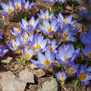 Crocus 'Tricolor'