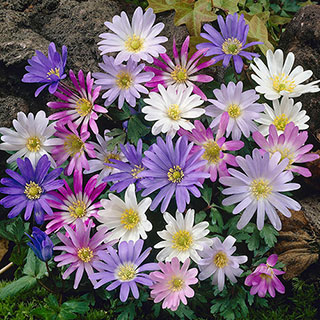 Anemone 'Blanda' Mixed