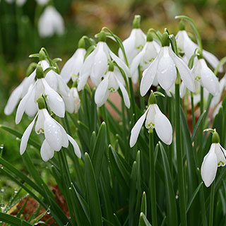 Snowdrop 'Galanthus nivalis'