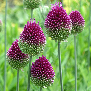 Allium sphaerocephalon 'Drumsticks'