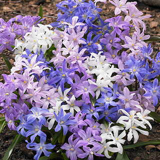 Chionodoxa lucilaea 'Glory of the Snow'