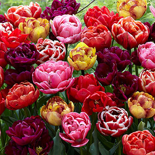 Springtime Double Tulips