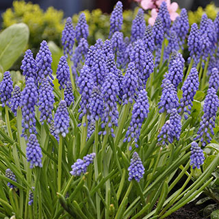 Muscari armeniacum 'Grape Hyacinth'