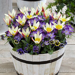 First Spring Tulip and Crocus Mix