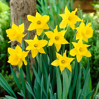 Narcissus 'King Alfred'