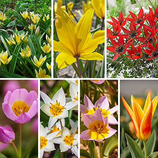 Hardy Tulips 'Rock Garden' Mix