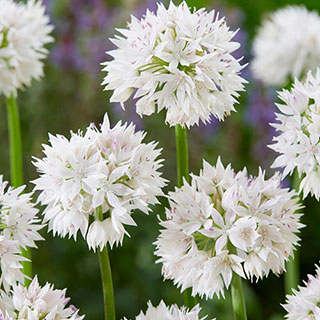 Allium 'Graceful Beauty'