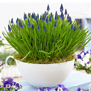 Muscari 'Joyce Spirit'