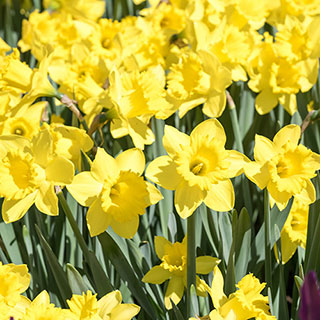 Narcissus 'Dutch Master'