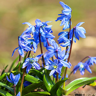 Scilla siberica