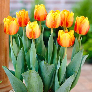 Tulip 'Blushing Apeldoorn'