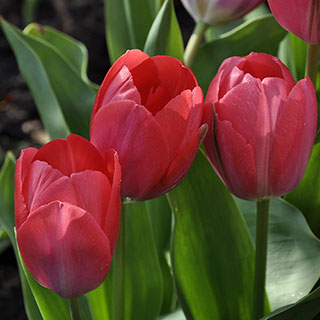 Tulip 'van Eijk'