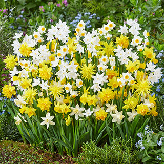 Early Flowering Naturalising Daffodil Mix