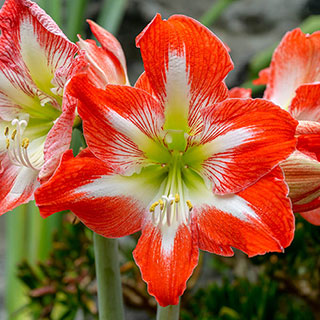 Amaryllis 'Minerva'