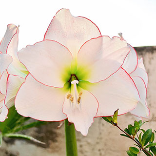 Amaryllis 'Picotee'