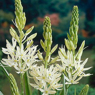 Camassia 'Alba'