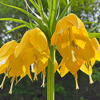 Fritillaria 'Lutea'