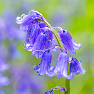 Common English Bluebells