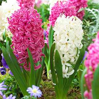Hyacinth 'Pretty in Pink' Mix