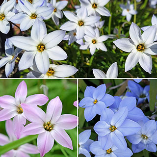 Ipheion Mixed Bulbs