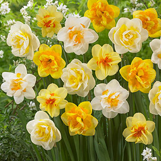 Daffodil Double Flowering Classic Mix