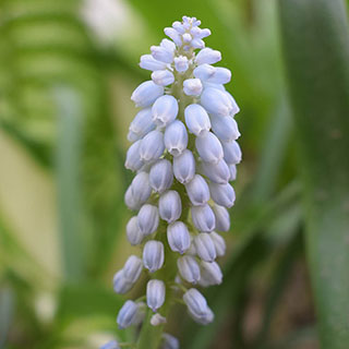 Muscari 'Baby's Breath'