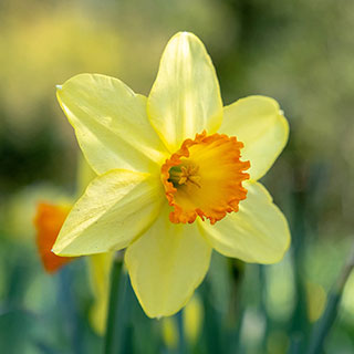 Daffodil 'Red Devon'