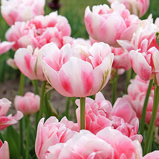 Tulip 'Finola'