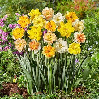 Collared Daffodil Mix