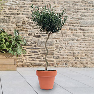 Spiral Stem Standard Olive Tree