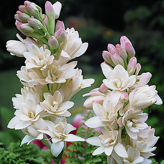 Polianthes tuberosa 'The Pearl'