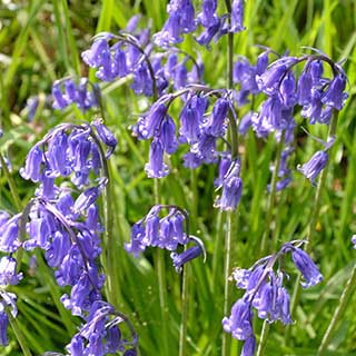 British Native Bluebells 'In the Green'
