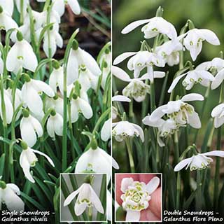 Single & Double Snowdrops 'In The Green' Twinpack