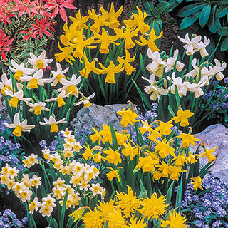 Miniature Daffodils