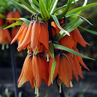 Fritillaria Orange 'Crown Imperial'