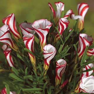Candy Cane Sorrel