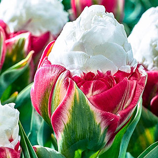 Tulip 'Ice Cream'