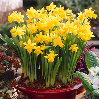 Daffodil 'Tte--Tte'