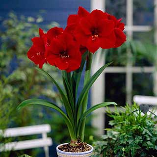 Amaryllis Red Lion Bulb