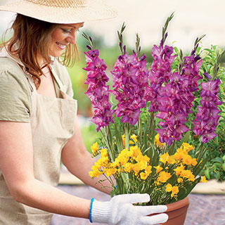 Gladiolus & Freesia Drop-In Bulb Kit