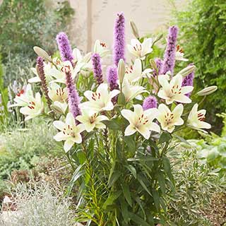 Lilium & Liatris Drop-In Bulb Kit